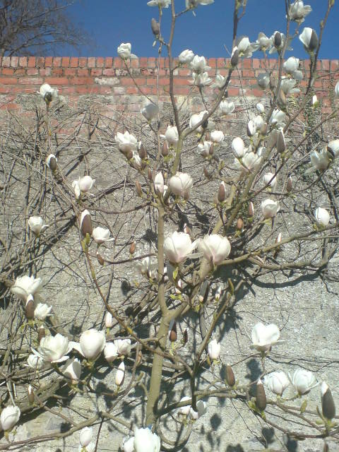 magnolia tree in bloom. magnolia blossom